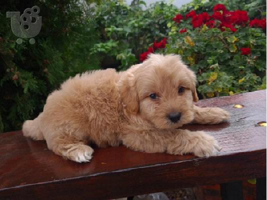 Goldendoodle